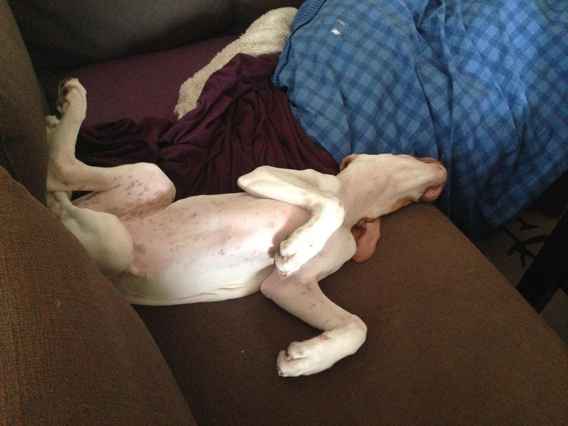 Pointer Tundra - April 2015 billede 18