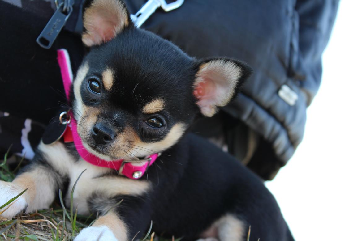 Chihuahua  holmbechs Just Viola (Viola) billede 38