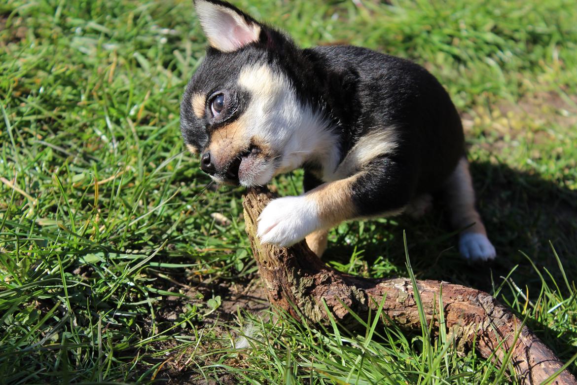 Chihuahua  holmbechs Just Viola (Viola) billede 39