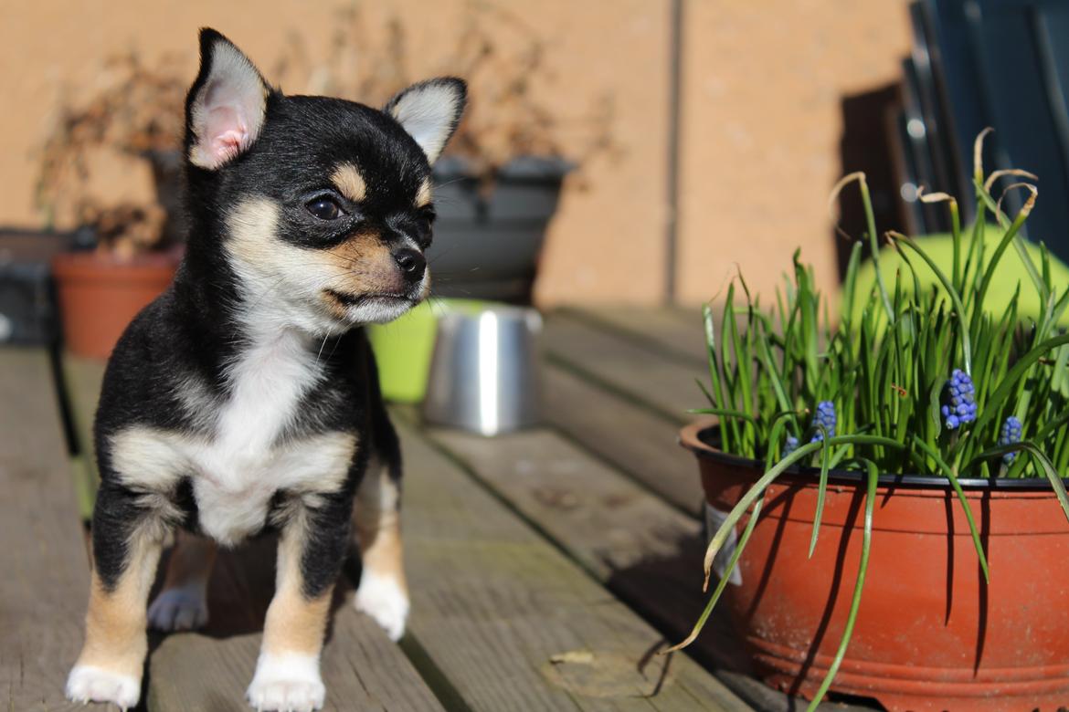 Chihuahua  holmbechs Just Viola (Viola) billede 9