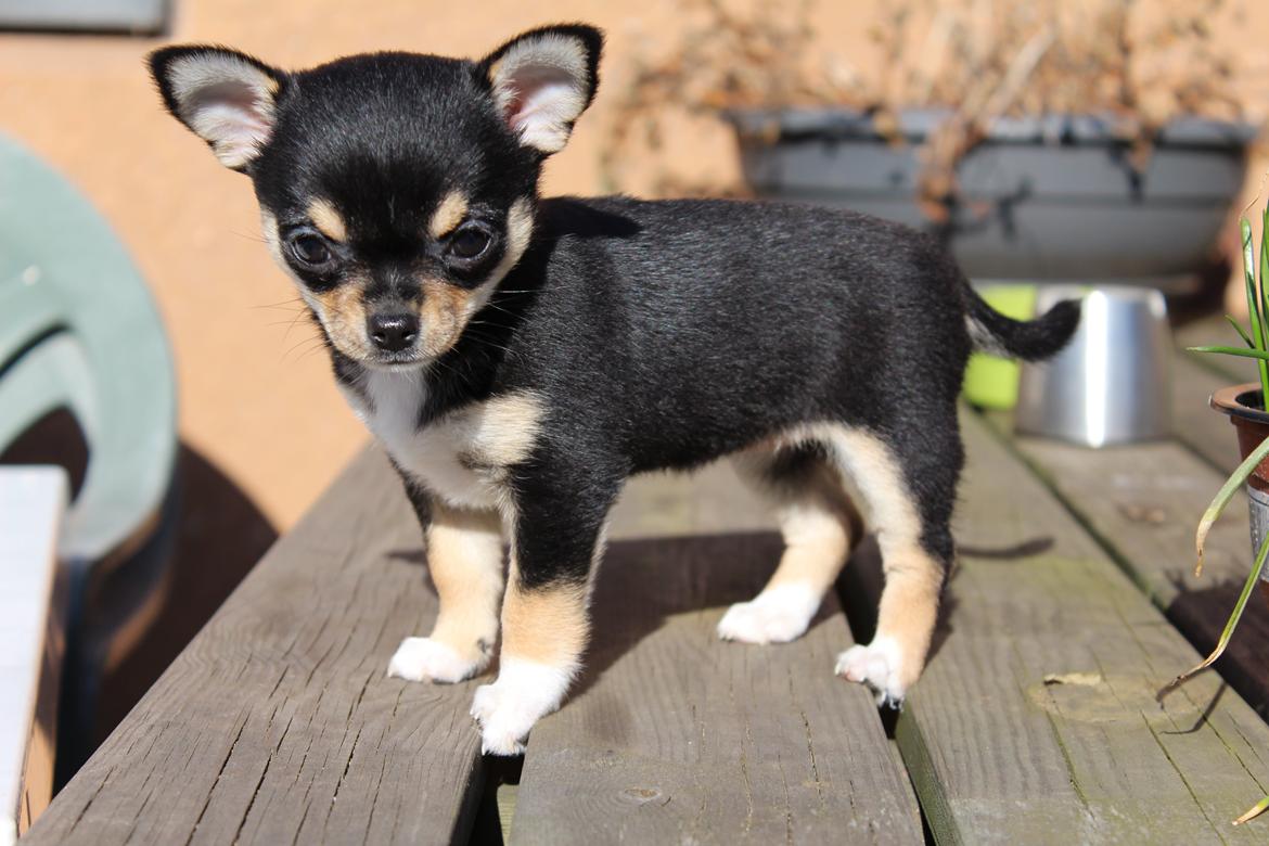 Chihuahua  holmbechs Just Viola (Viola) billede 40