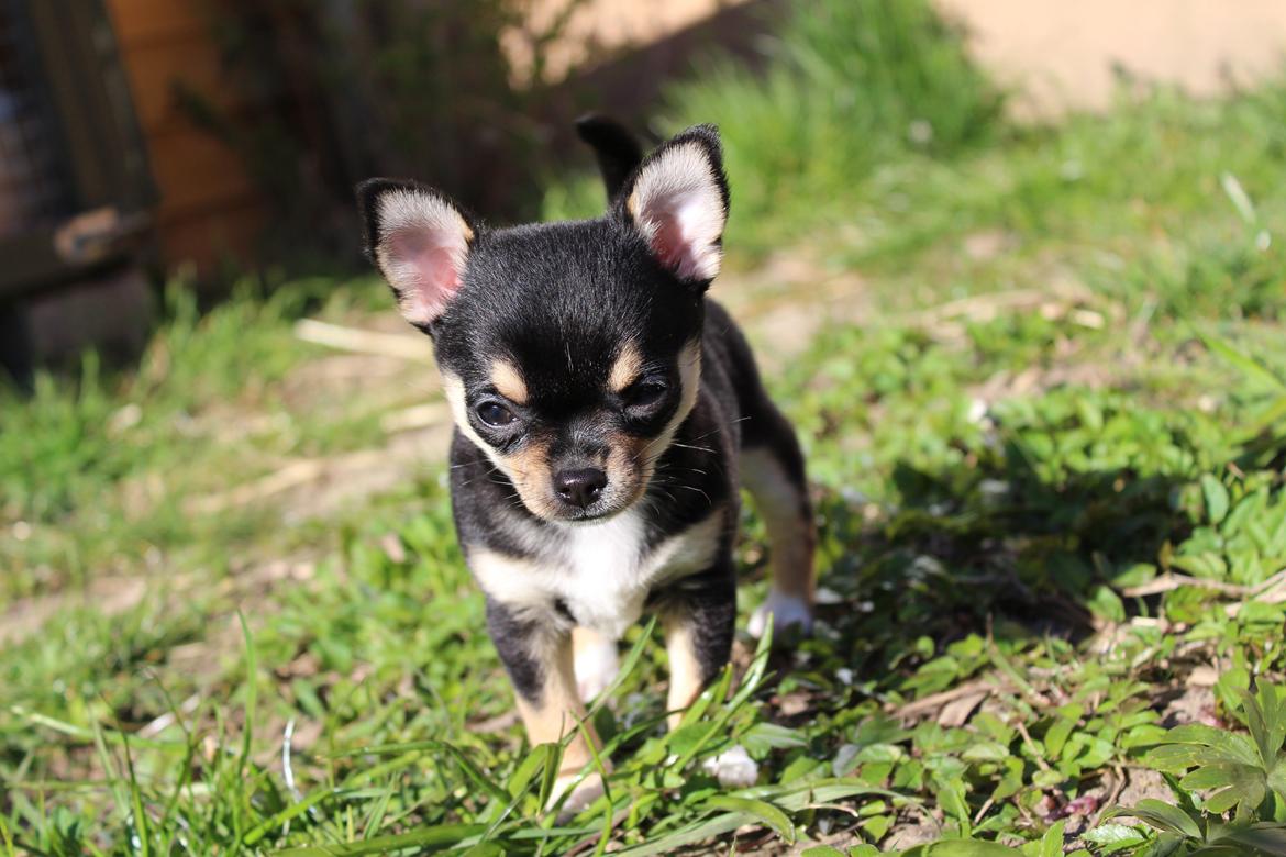 Chihuahua  holmbechs Just Viola (Viola) billede 35