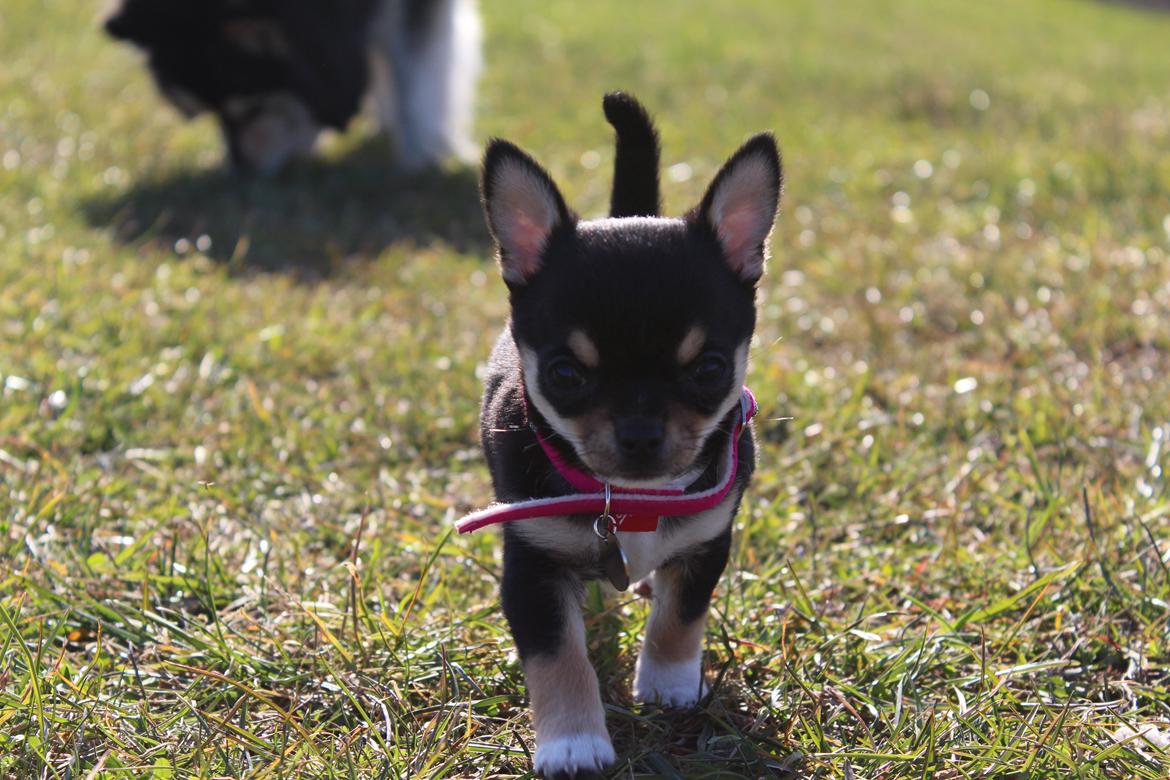 Chihuahua  holmbechs Just Viola (Viola) billede 41