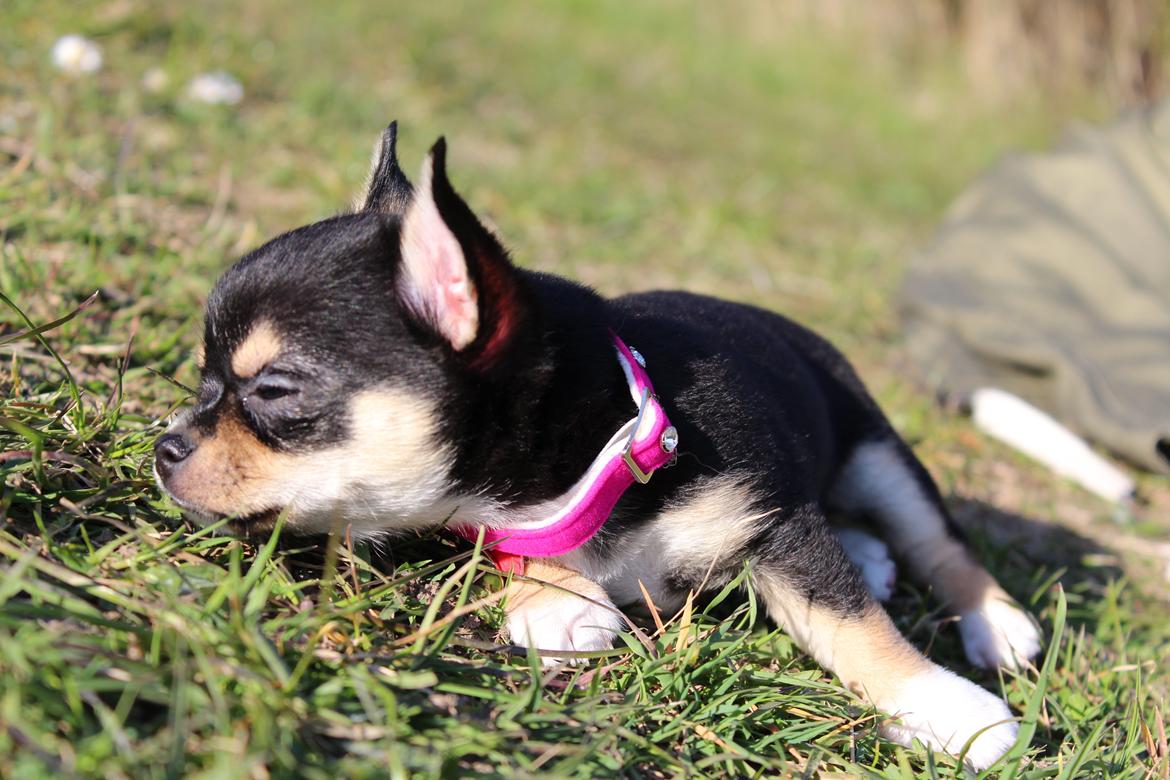 Chihuahua  holmbechs Just Viola (Viola) billede 42