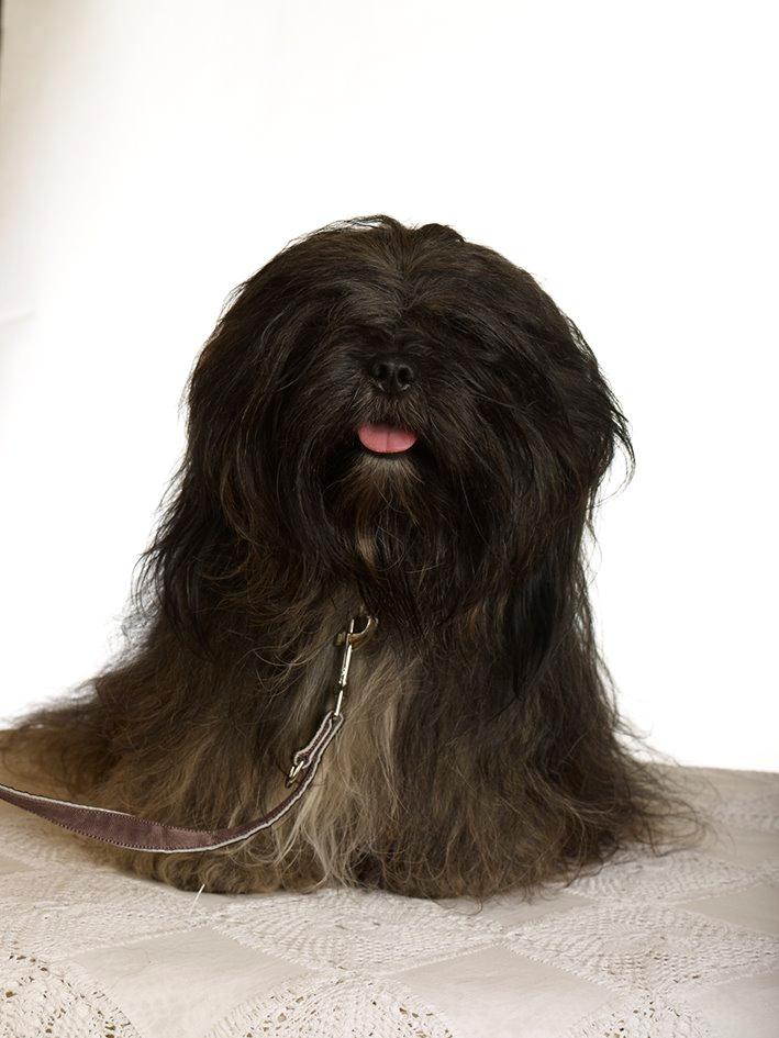 Lhasa apso Storm Royal's Prince Charming - Smukke Charming :-) billede 1