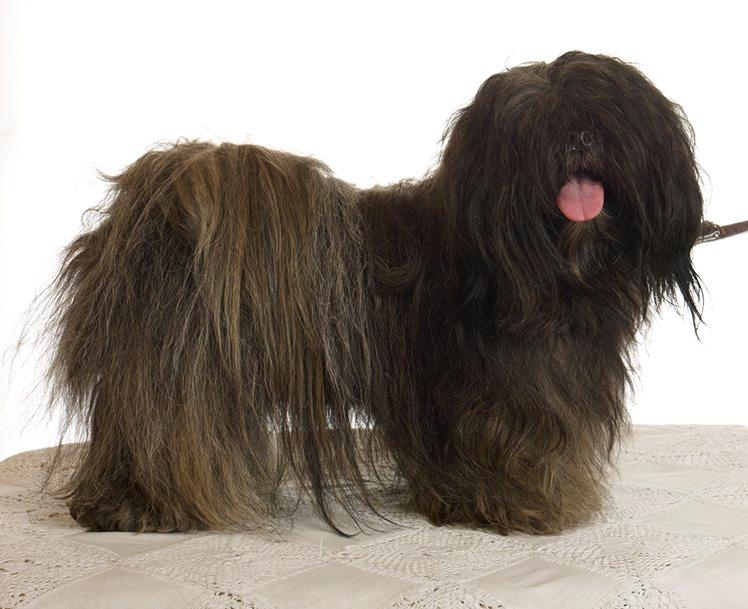 Lhasa apso Storm Royal's Prince Charming - Ikke helt i udstillingsform, hvad ang. pelsen. Men lækker det er han. billede 2