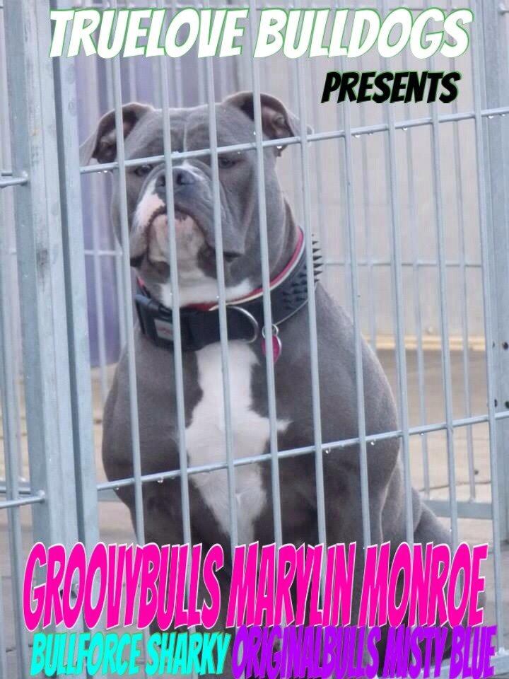 Olde english bulldogge GroovyBulls Marylin Monroe (Amiee) billede 29