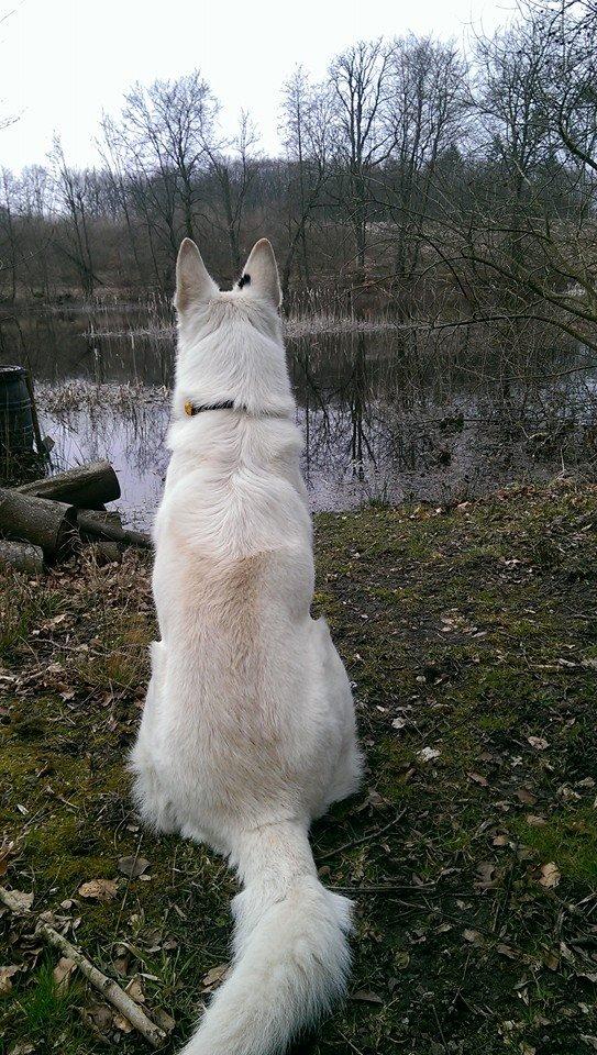 Hvid schæfer Walledyret 6 Marts 2006- 20 Dec. 2015 - se!! rådyr.. øv kan ikke fange dem derovre.. sætter mig her og kigger så.. april  2015 billede 20