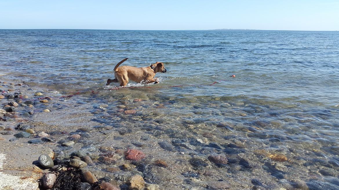 Blanding af racer Kela billede 22