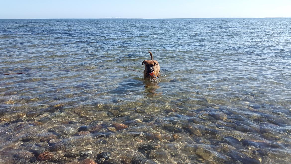 Blanding af racer Kela billede 23