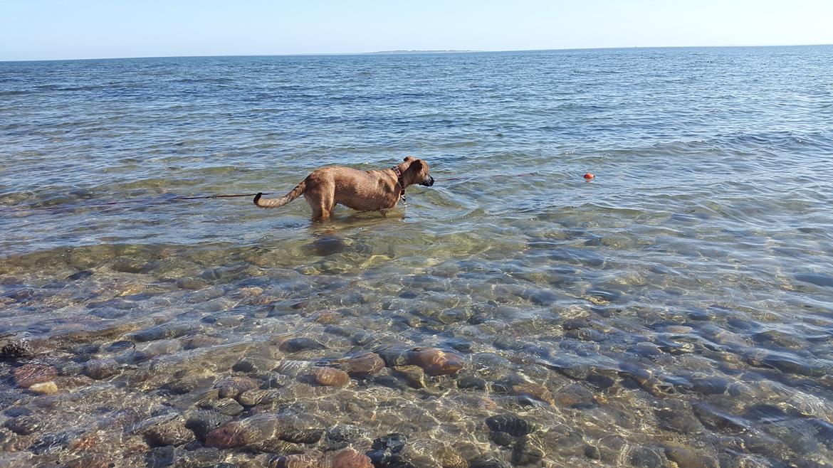 Blanding af racer Kela billede 21