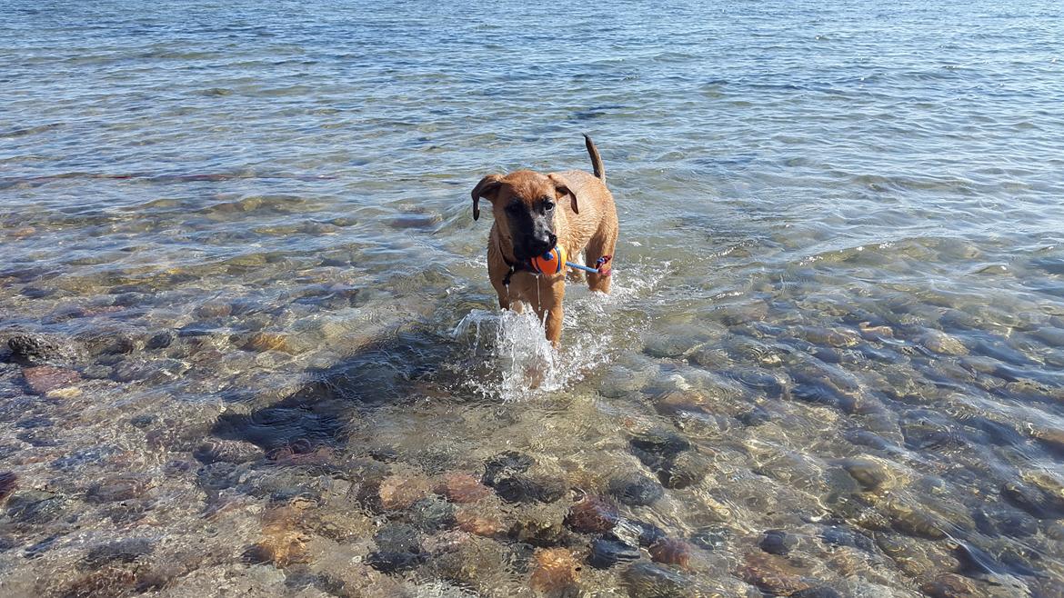 Blanding af racer Kela billede 6