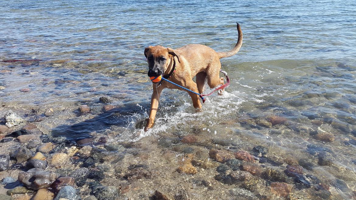 Blanding af racer Kela billede 4