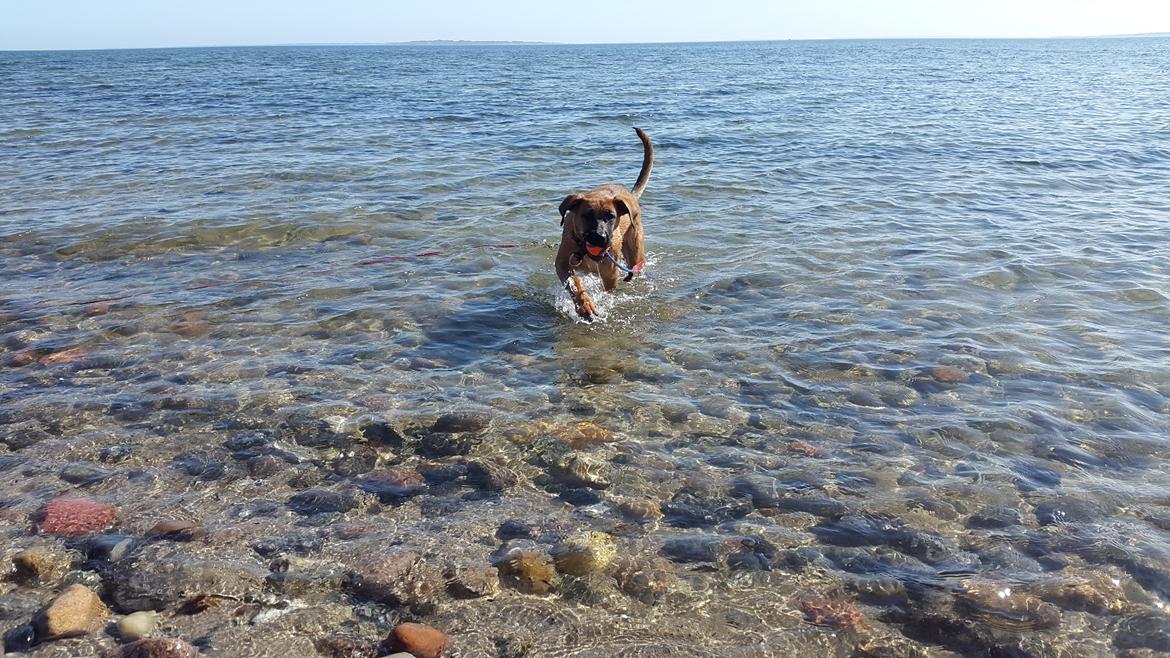 Blanding af racer Kela billede 15