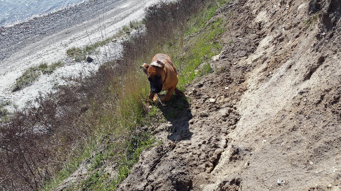 Blanding af racer Kela billede 17