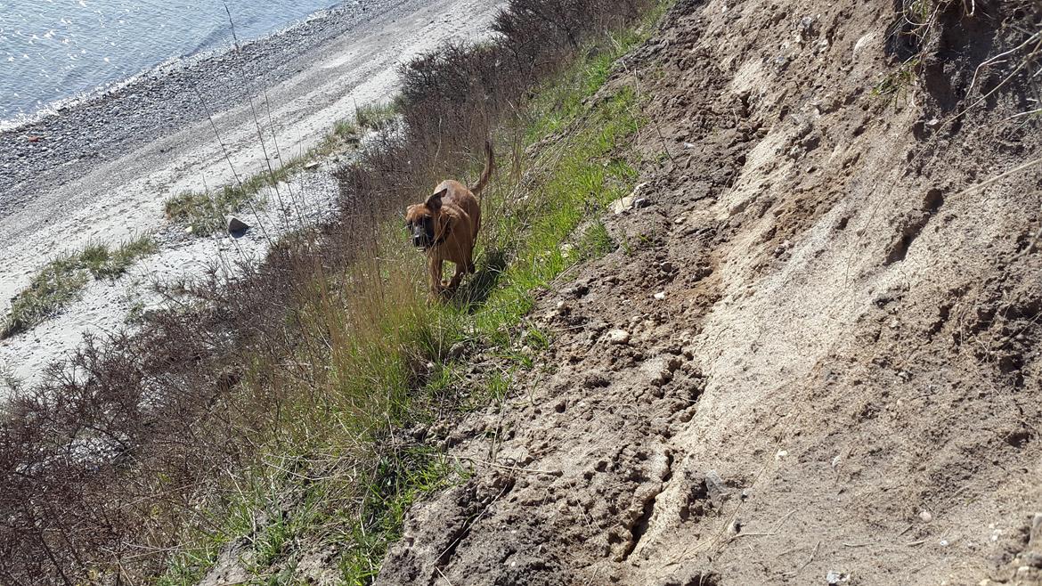 Blanding af racer Kela billede 19