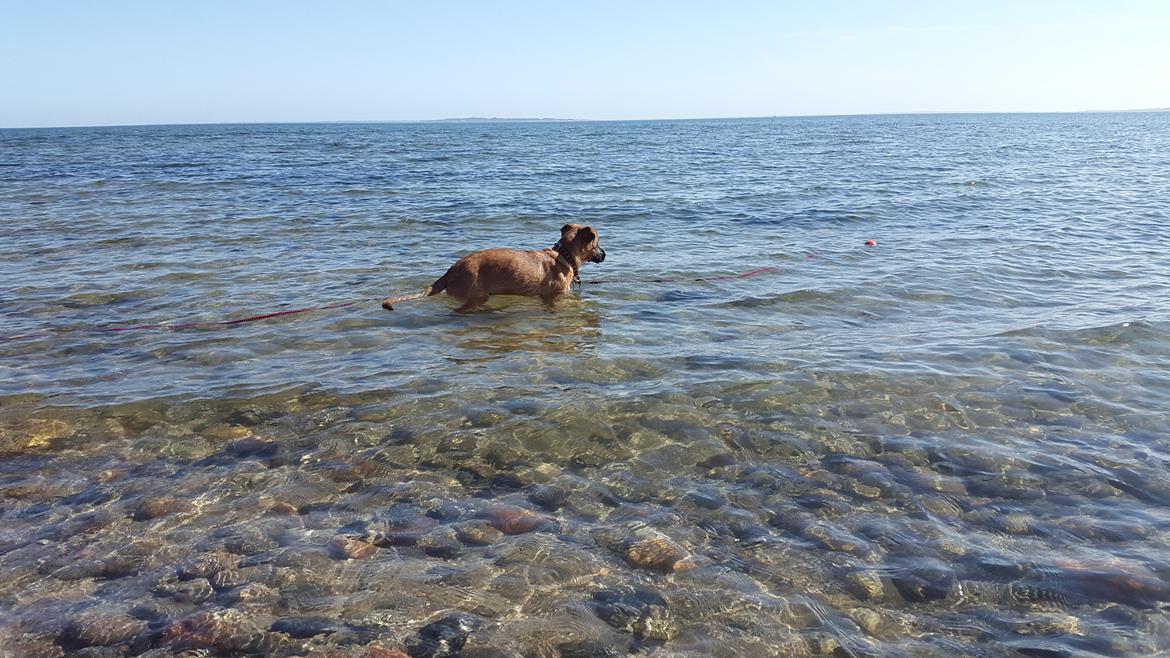 Blanding af racer Kela billede 24