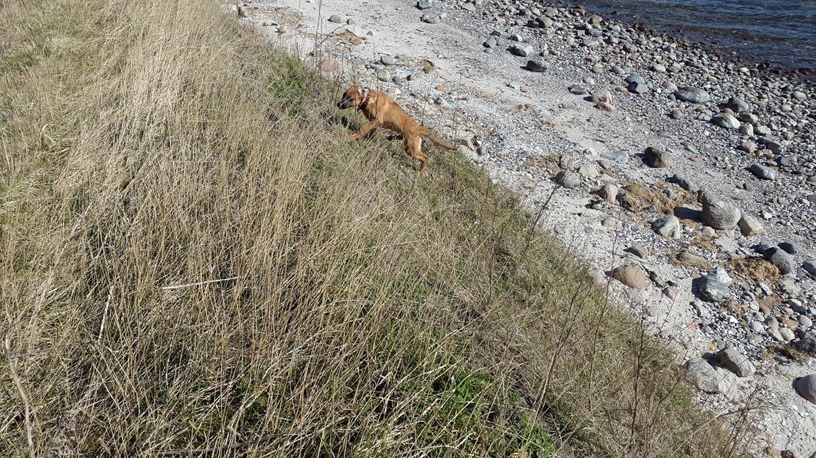 Blanding af racer Kela billede 20