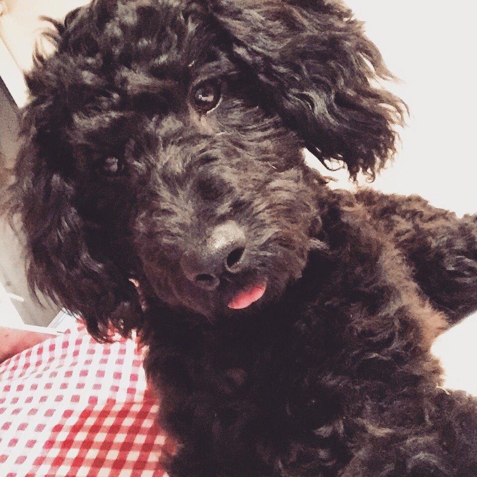 Dværgpuddel Buddha billede 1