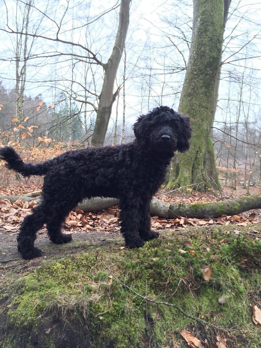 Dværgpuddel Buddha billede 2