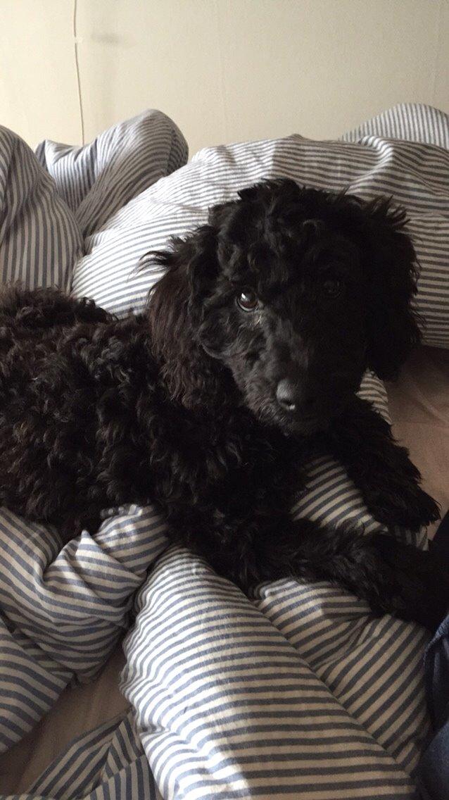 Dværgpuddel Buddha billede 3