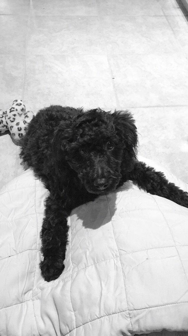 Dværgpuddel Buddha billede 4