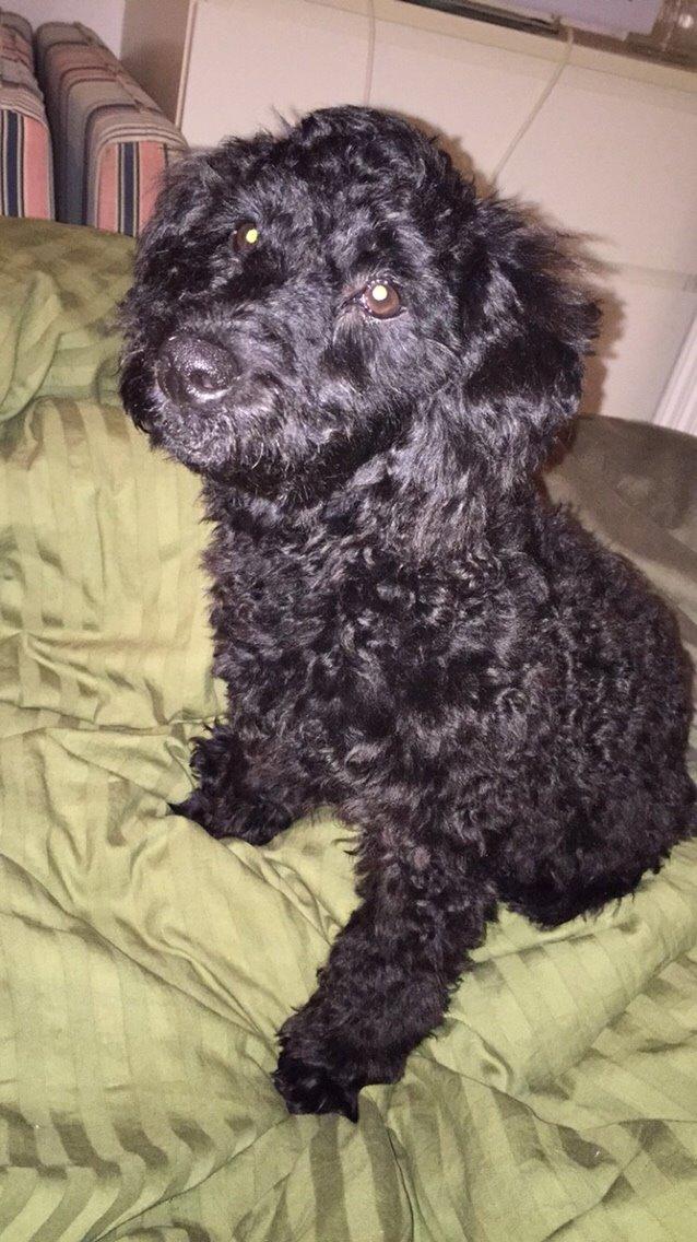 Dværgpuddel Buddha billede 5