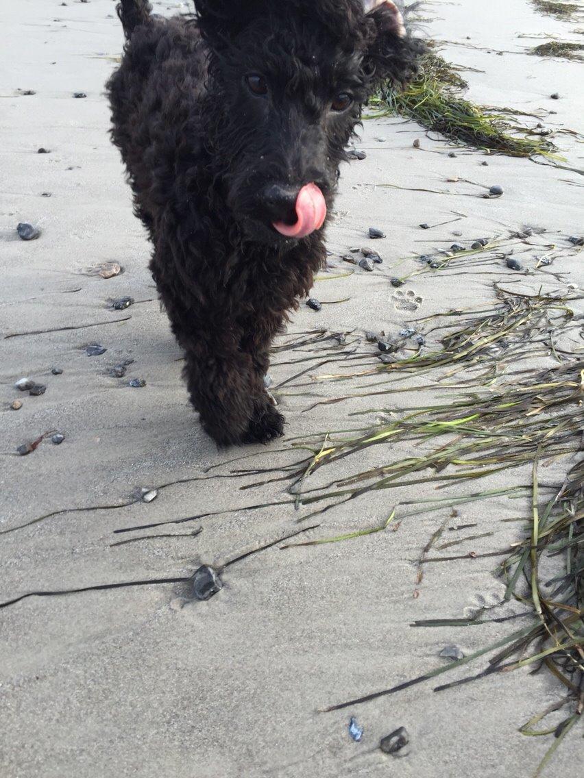 Dværgpuddel Buddha billede 6