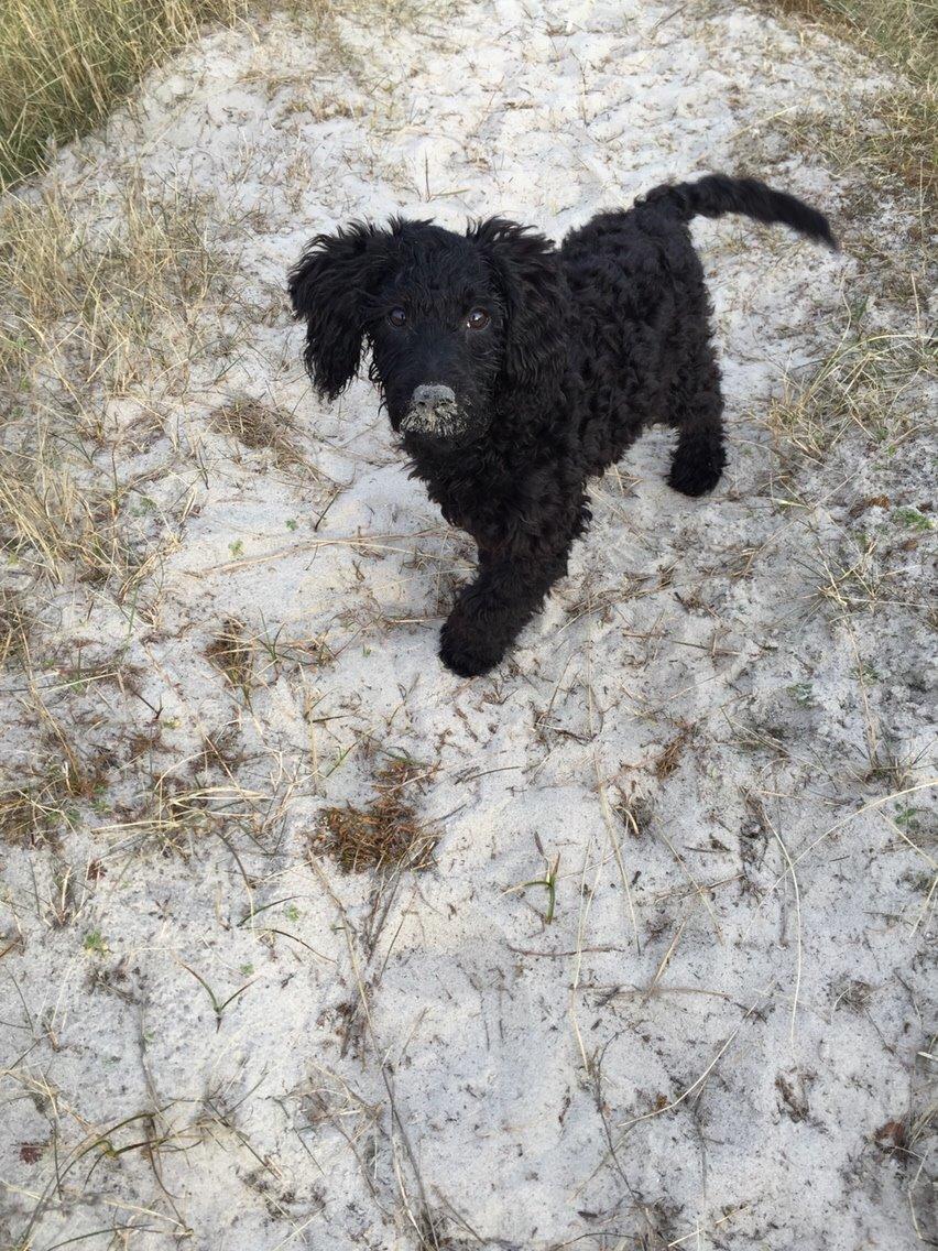 Dværgpuddel Buddha billede 7