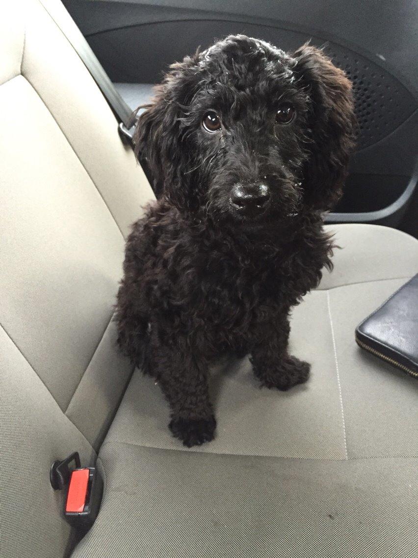 Dværgpuddel Buddha billede 8