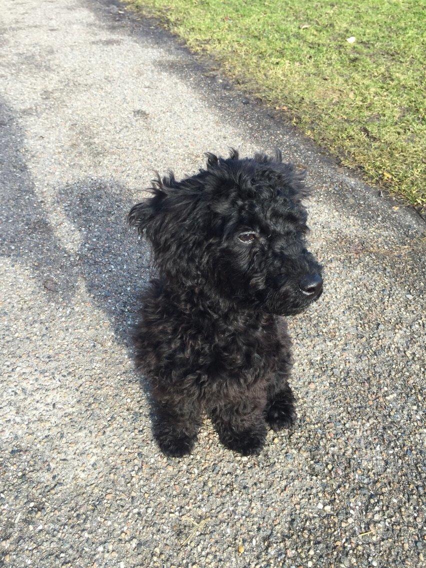 Dværgpuddel Buddha billede 9