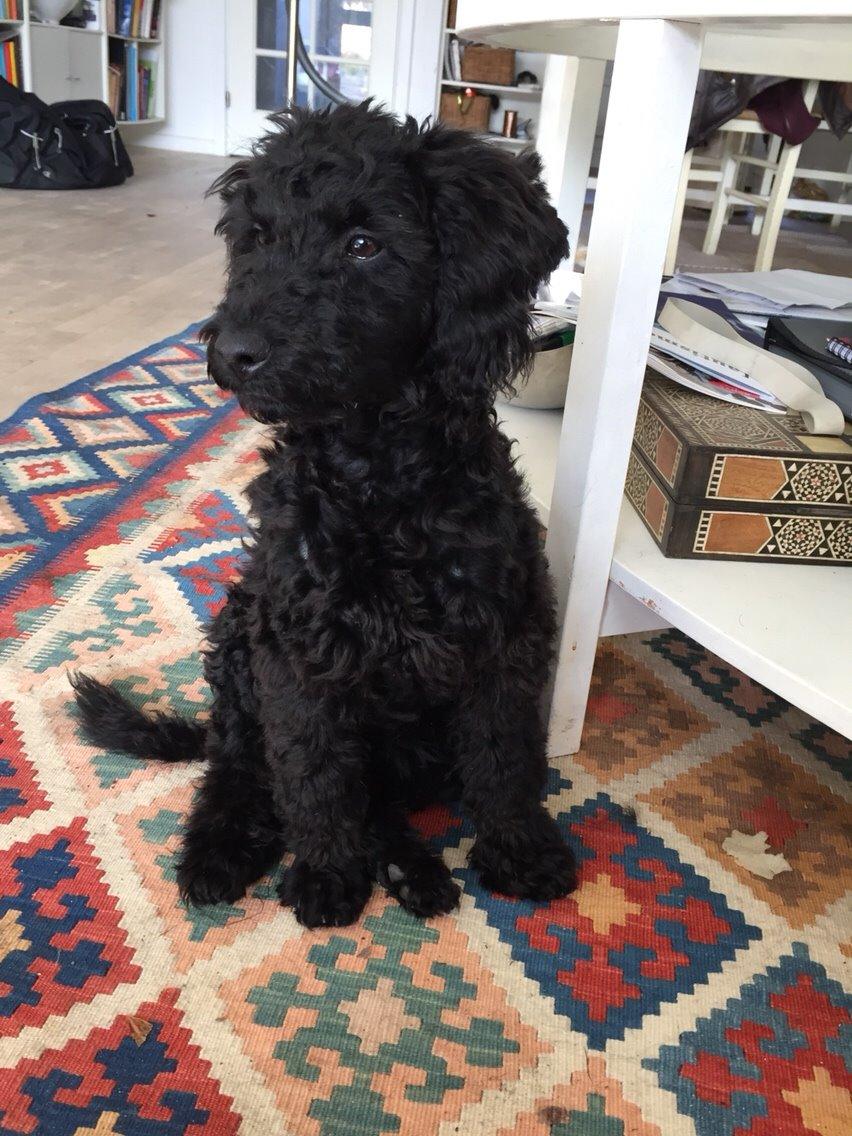 Dværgpuddel Buddha billede 10