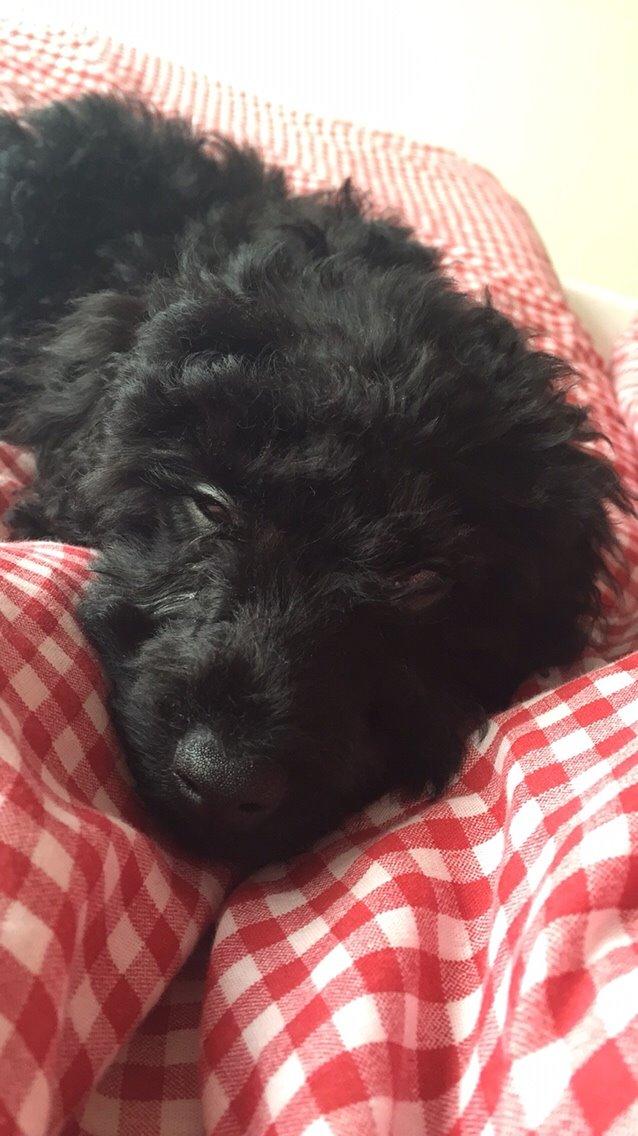 Dværgpuddel Buddha billede 12