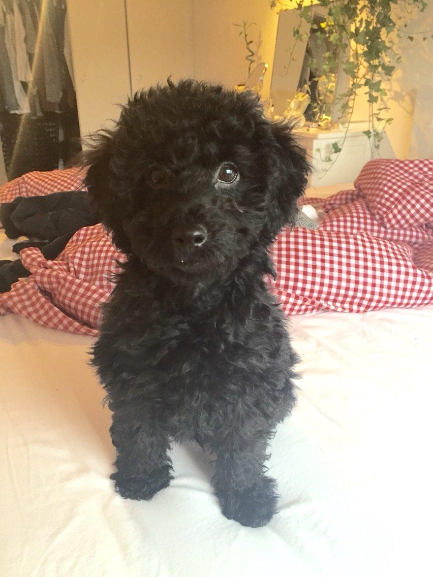 Dværgpuddel Buddha billede 11