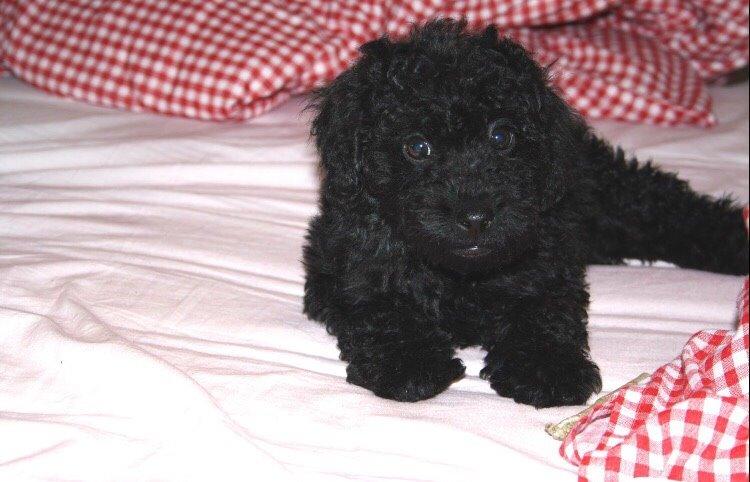 Dværgpuddel Buddha billede 15