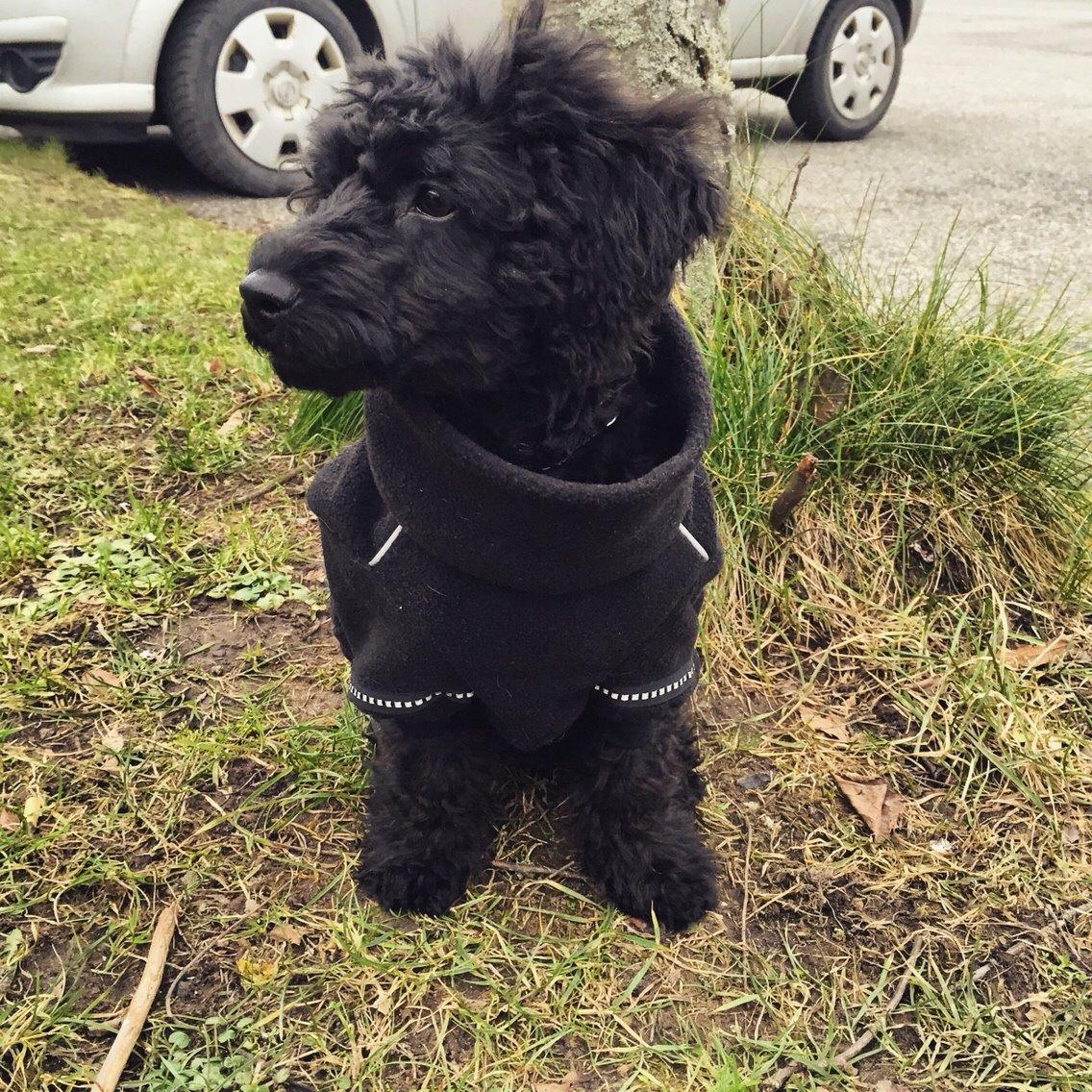 Dværgpuddel Buddha billede 13