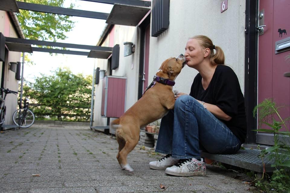 Staffordshire bull terrier Wenk Staff' s Legacy Of Buffy "CeCe" billede 4