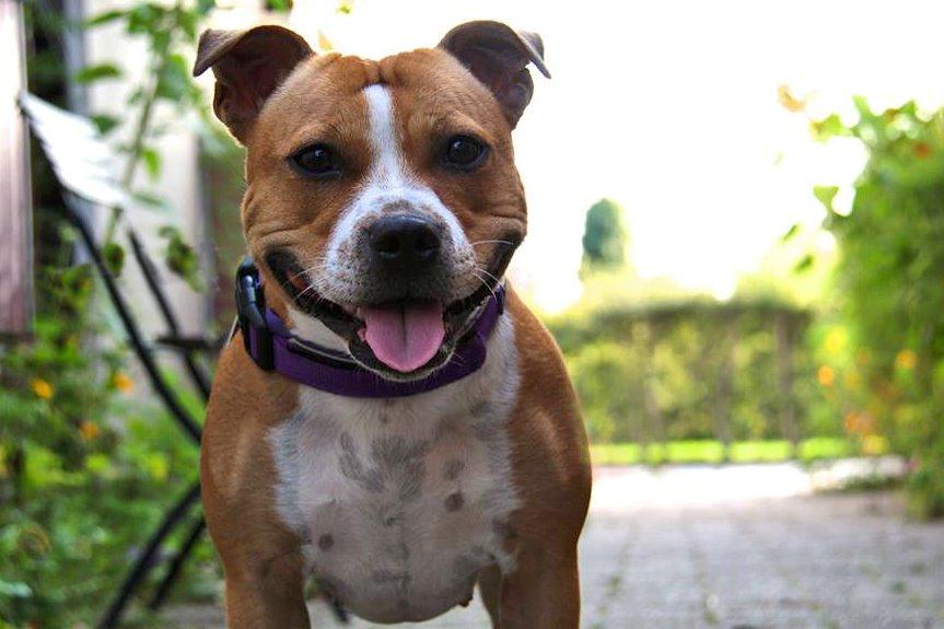 Staffordshire bull terrier Wenk Staff' s Legacy Of Buffy "CeCe" billede 5