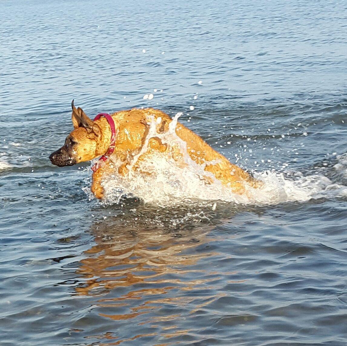 Blanding af racer Kela billede 1