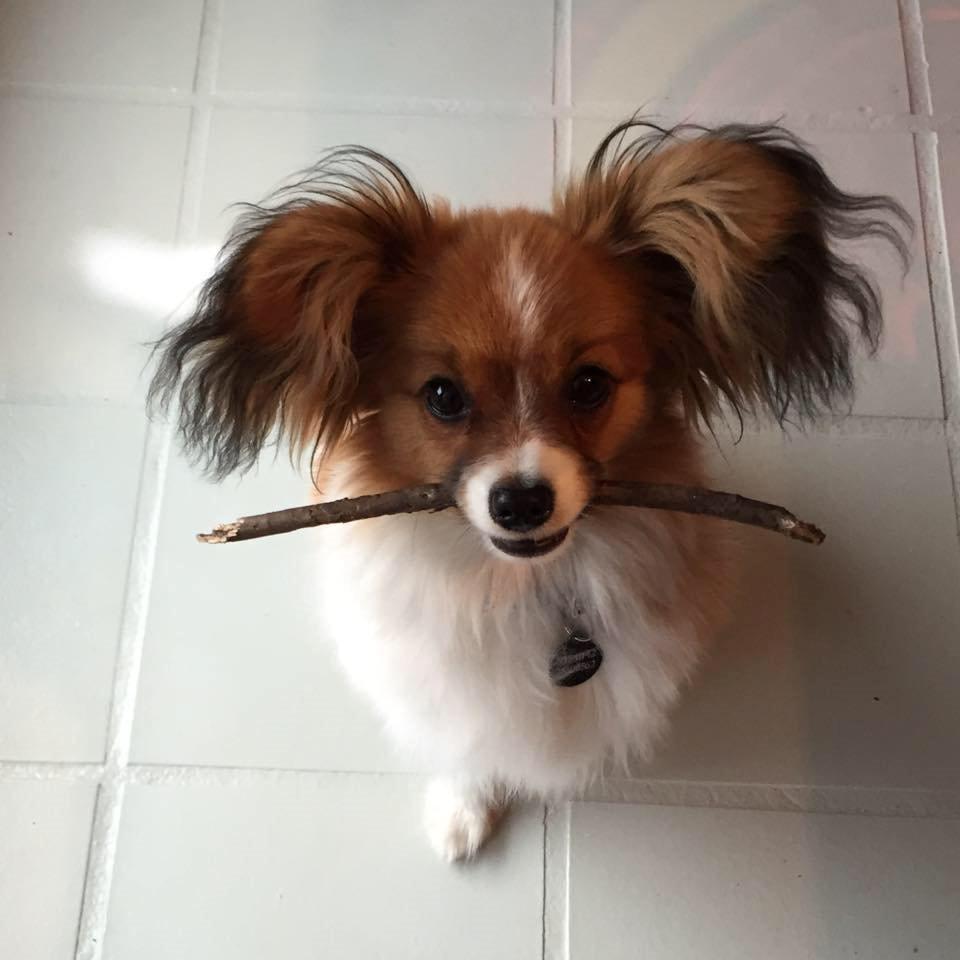 Phalene Choko billede 1