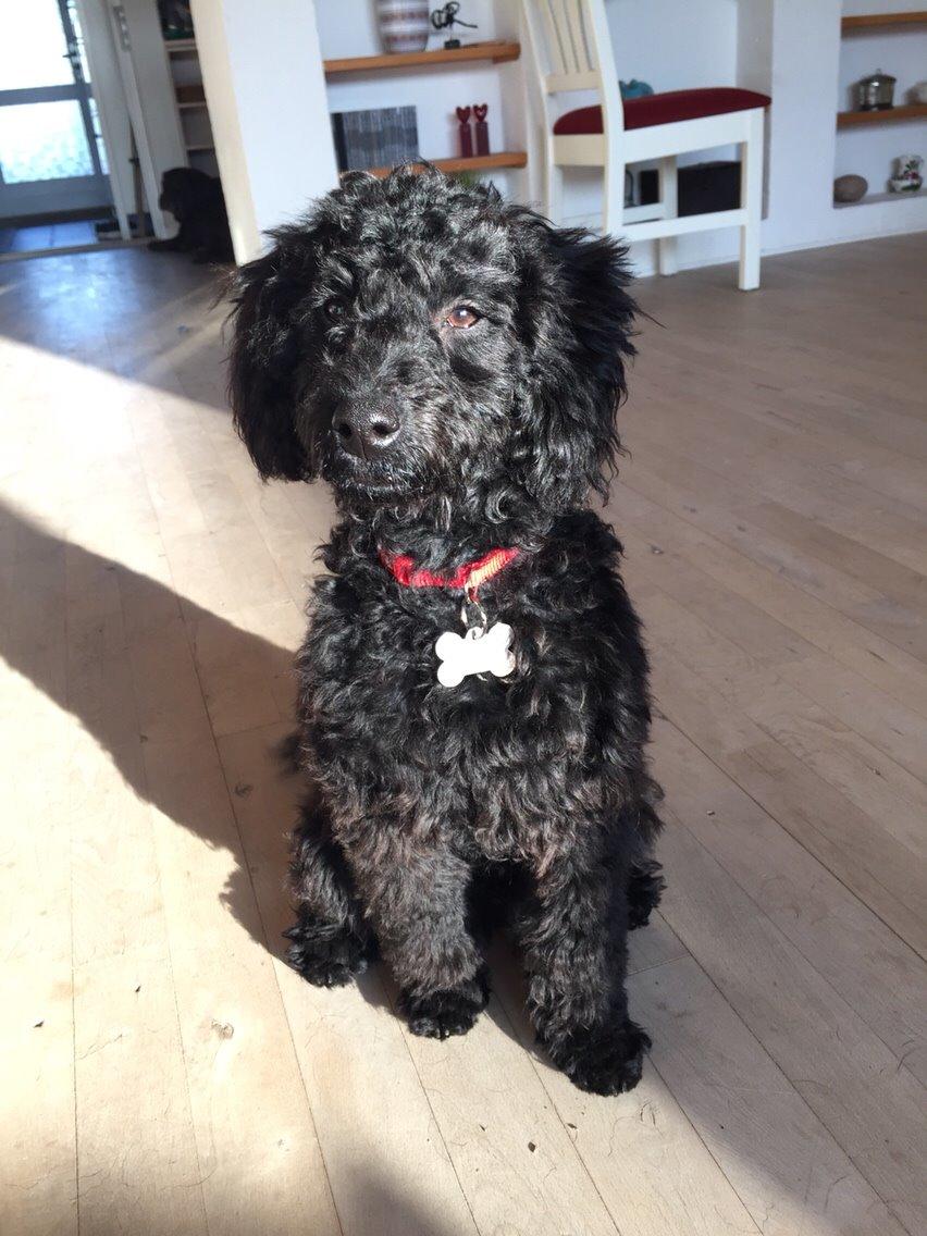 Dværgpuddel Buddha billede 14