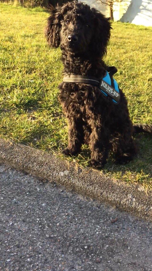 Dværgpuddel Buddha billede 16