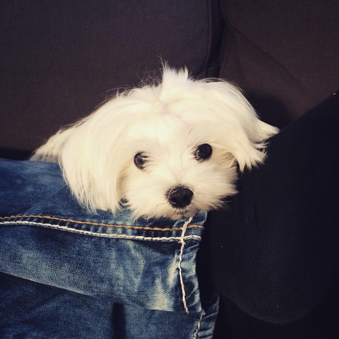 Malteser Albi billede 12
