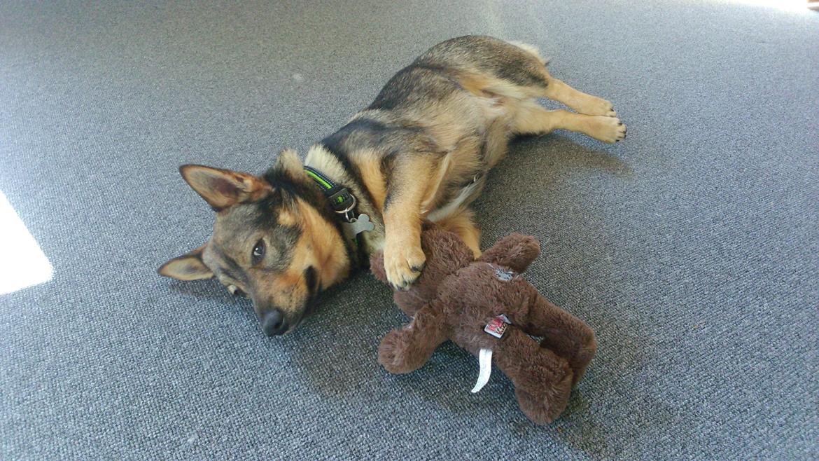 Västgötaspids Yuki <3 <3 (Clasus Miller). - Vi hygge <3 6 april 2015 billede 50