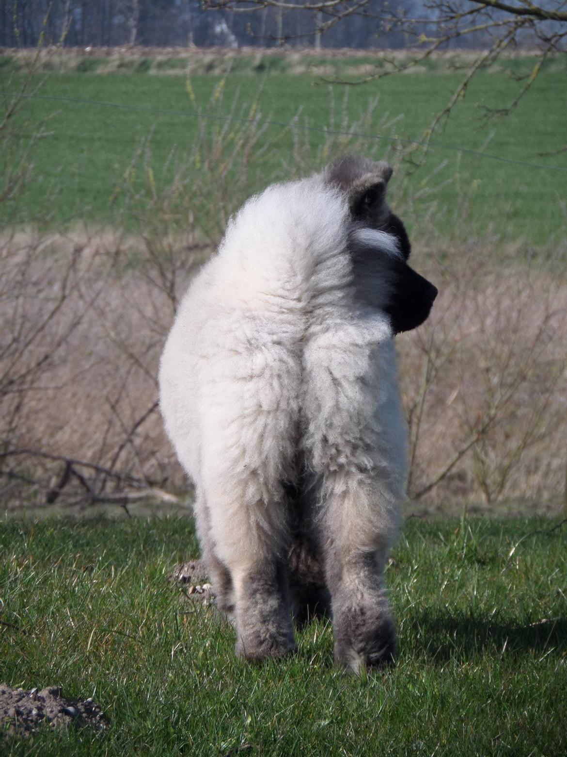 American Akita Akidan Breaking The Waves "RIKI" <3 - Riki holder øje med hestene. 10 april 2015 billede 18