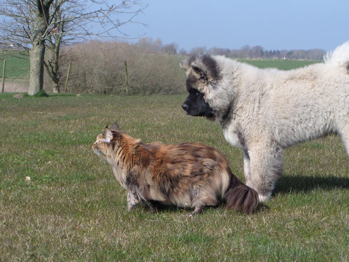 American Akita Akidan Breaking The Waves "RIKI" <3 - Carmina og Riki hygger <3 10 april 2015 billede 5