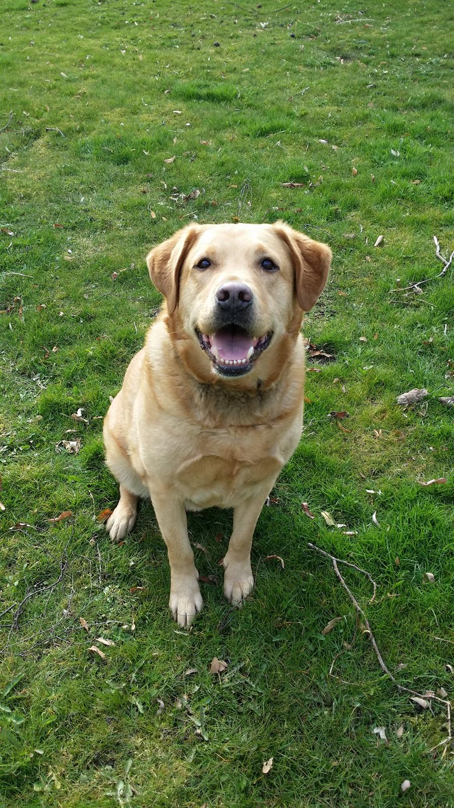 Blanding af racer Diego  - velkommen til Diego s profil :) billede 1