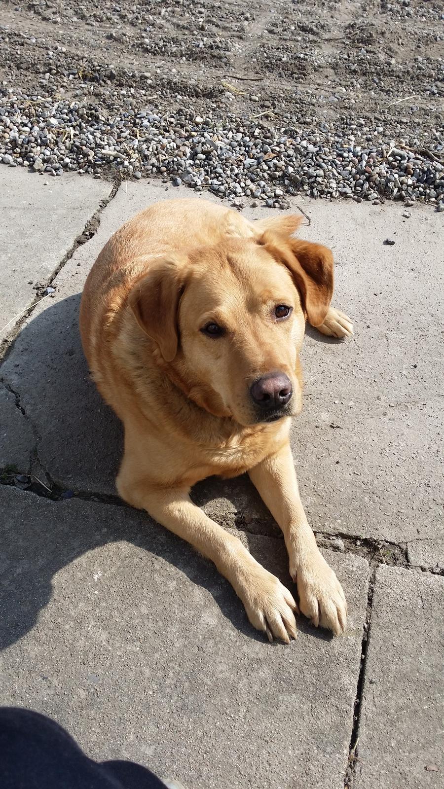 Blanding af racer Diego  - slapper lige af i gården :) billede 2