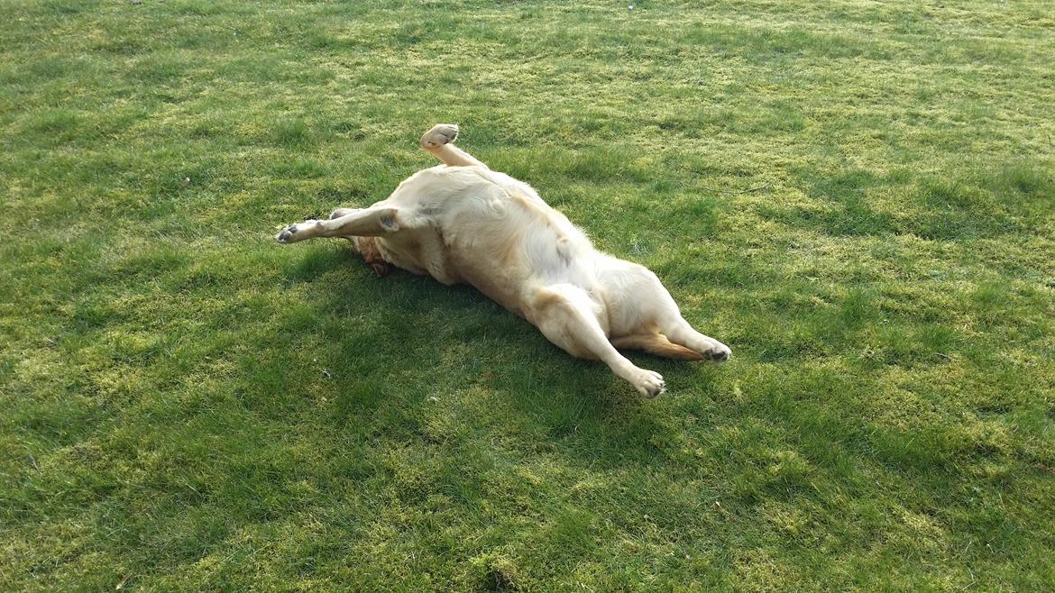 Blanding af racer Diego  - Haha tosse! :) billede 3