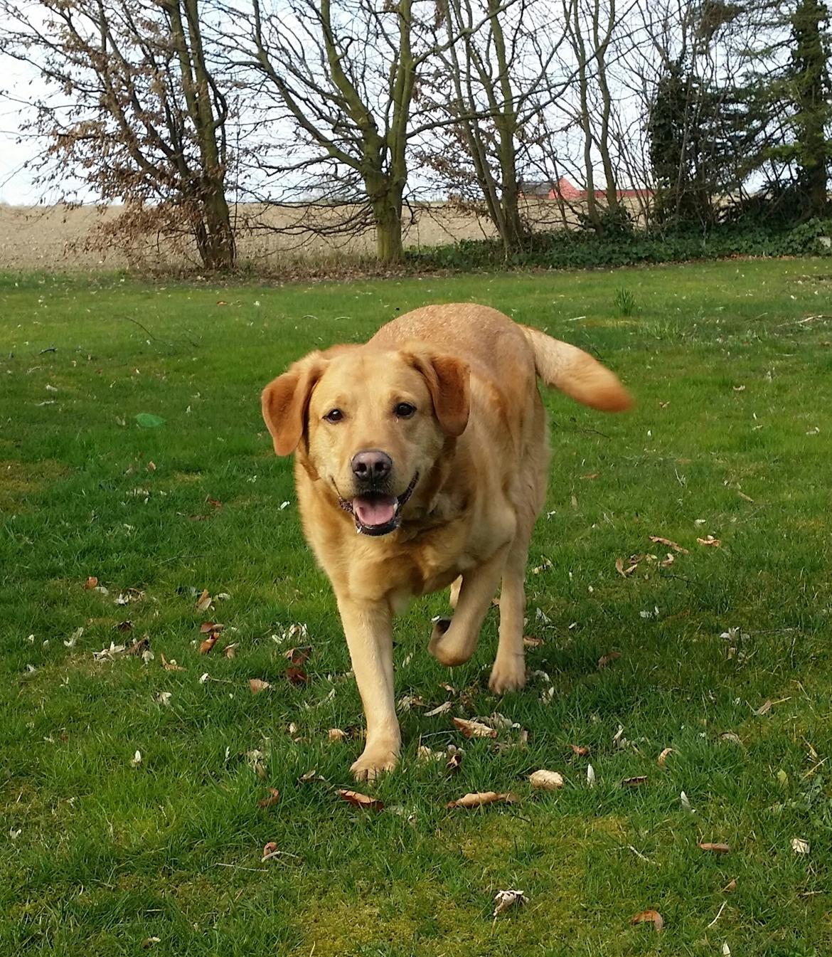 Blanding af racer Diego  - skønne dreng  billede 4